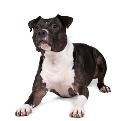 Portrait of a brown American Staffordshire terrier ( amstaff ) lying isolated in white