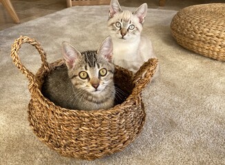 cat in a basket - 407452626
