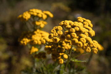 Close-up of yellow Tansy wildflower. Copy space