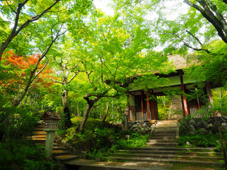 【京都】新緑の嵯峨 常寂光寺