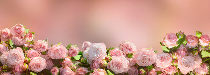 Bunch of pink roses with buds on blurred background
