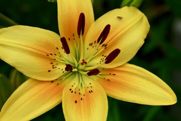 Obraz premium yellow lily flower