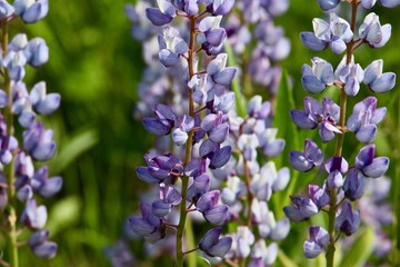 Blue Lupine