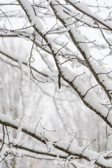 Branches d'arbre recouvertes de neige, fond d'écran d'hiver, arrière plan création photoshop