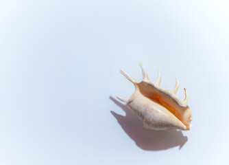 Obraz premium Isolated shells with beige Background.