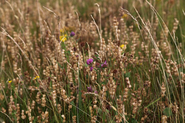 Blick auf eine Bunte Wiese im Sommer