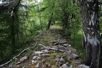 Ein grader Wander Weg im Wald