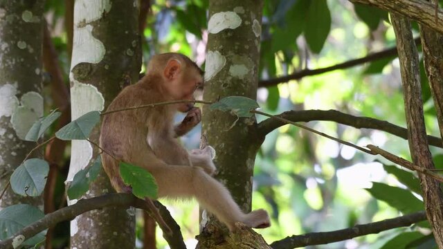 Northern Pig-tailed Macaque, Macaca leonina, Khao Yai National Park; 4K footage of this young individual eating something and looks away to its left while sitting on a branch during a windy day.