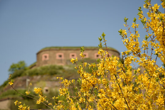 Ginsterbusch vor Ehrenbreitsteiner Festung