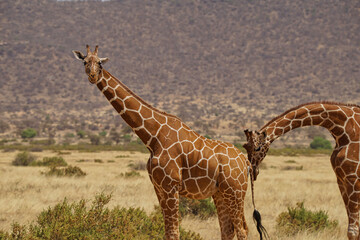 An African giraffe looks at the camera. Large numbers of animals migrate to the Masai Mara National Wildlife Refuge in Kenya, Africa. 2016.