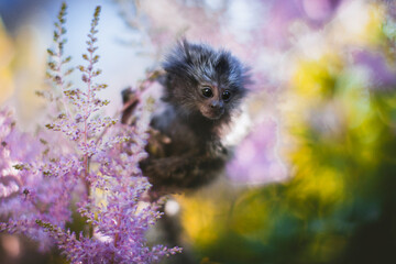 The common marmoset baby on the branch in summer garden