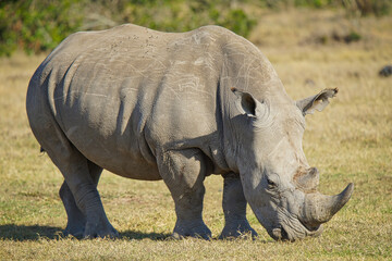 In the sun, the rhino is eating grass. Large numbers of animals migrate to the Masai Mara National...