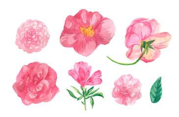 Watercolor set of pink flowers on white isolated background.Collection of Rose,Peony,Rhododendron,Camellia with leaves hand painted.Clip art with botanical illustrations.Designs for packaging,posters.