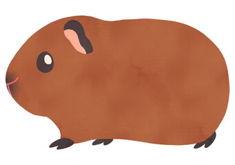 かわいいモルモット（ギニアピッグ）の水彩イラスト　横向き　茶色