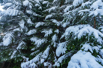 Green and fluffy branches of Christmas trees covered with white fluffy snow in a spruce forest on a beautiful sunny day