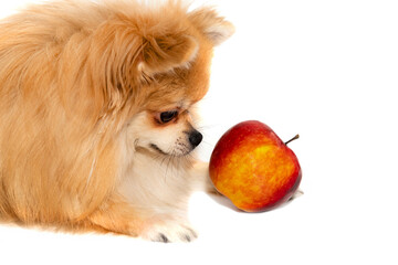 The dog isolate. Pomeranian with an apple on a white background
