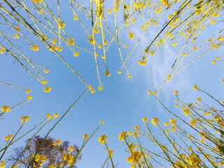 yellow leaves on blue sky