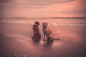 Fototapeta na wymiar Hermosos perros en la playa
