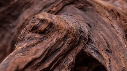 Driftwood, wood texture in volume. Decorative wooden element, close-up, minimalism. Art object for the interior. The curved root of an old tree. Wooden background.
