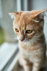 Young British Shorthair striped red cat sit on  a windowsill and looks out the window at home, Domestic pet. .