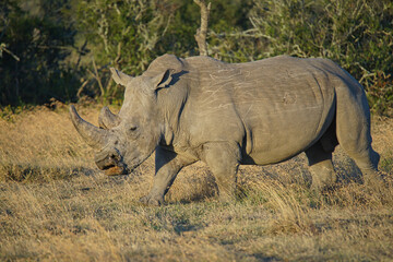 Fototapeta premium There is a rhino walking on the grass. Large numbers of animals migrate to the Masai Mara National Wildlife Refuge in Kenya, Africa. 2016.