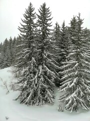 conif&egrave;res enneig&eacute;s