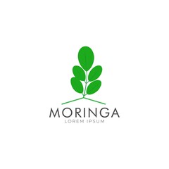 Moringa leaf icon logo vector design template
