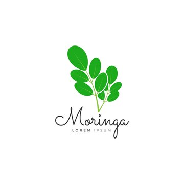 Moringa leaf icon logo vector design template
