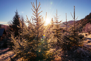 Funny cute Christmas tree sprinkled with white snow on a sunny meadow in the Carpathian mountains
