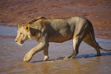 An African lion wades into the water to go hunting. Large numbers of animals migrate to the Masai Mara National Wildlife Refuge in Kenya, Africa. 2016.