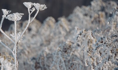 Hoarfrosted wild plants on meadow with goldenrods , winter background with copy space