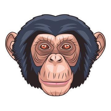 monkey animal wild head character in white background