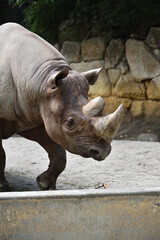 Naklejka premium A rhino taking a walk