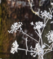 Hoarfrosted flowers on background of old tree