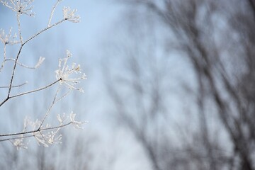 Hoarfrost on wild flowers, winter landscape for background