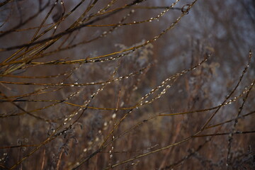 Flowering willow branches, fluffy willow