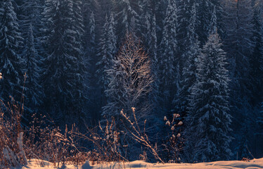 Alone in the light among the dark ones. Snow-covered conifer forest on a high hill in frosty winter day. Frozen grass and trees in the rays of cold winter Sun.