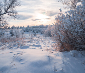 Snow-covered conifer forest on a high hill in frosty winter day. Frozen grass and trees in the rays of cold winter Sun.