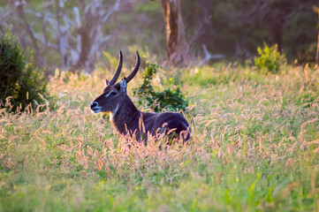 Waterbuck male, Kobus ellipsiprymnus,