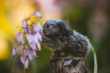 The common marmoset baby on the branch in summer garden