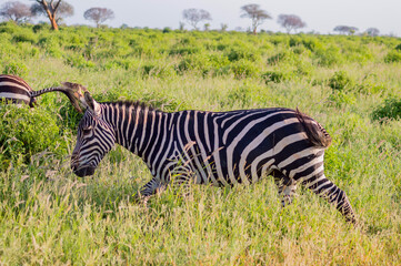 Fototapeta premium zebra in the tall grass of the savannah