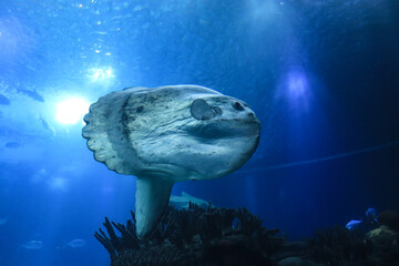 sunfish (moonfish) swimms in blue ocean water