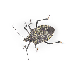 Image of stink bug (Eocanthecona furcellata)  isolated on a white background.