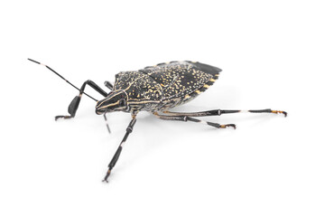 Image of stink bug (Eocanthecona furcellata)  isolated on a white background.