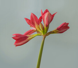 Obraz premium Blooming Multiflora Hippeastrum (amaryllis)