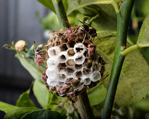 hexagonal decorative design  on leaf