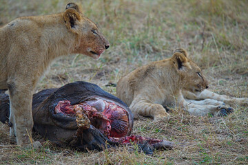 Two lions ate their prey on the grass. Their eyes looked into the distance. Large numbers of animals migrate to the Masai Mara National Wildlife Refuge in Kenya, Africa. 2016.