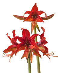 Hippeastrum (amaryllis) Bogota  on white background isolated