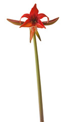 Hippeastrum (amaryllis) Bogota  on white background isolated