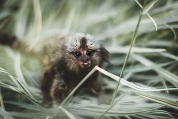 The common marmoset baby on the branch in summer garden